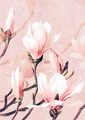 Magnolia Flowers