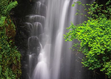 Waterfall in Lush Forest