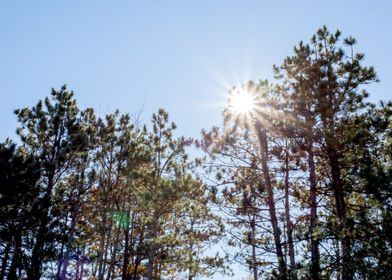 Sun Shining Through Trees on an Autumn Day