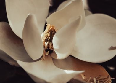 Magnolia Blossom Close-Up