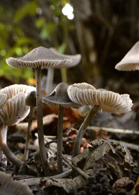 Mushrooms in Forest