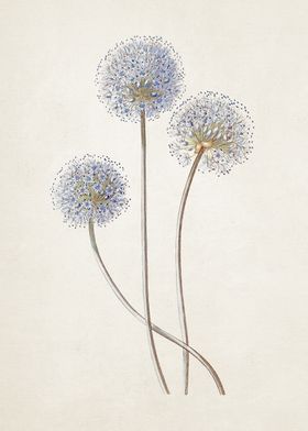 Allium Flower Illustration