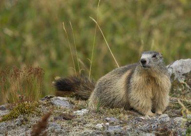 Marmot on a Rock