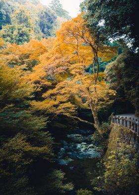 Autumn Forest Stream