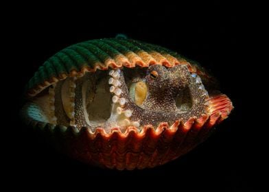 Coconut Octopus in Shell