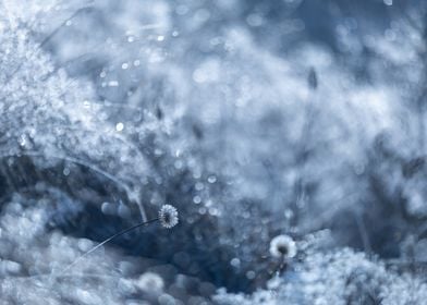 Delicate Dandelion in Frost