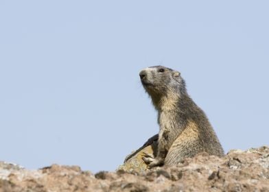 Marmot on a Rock