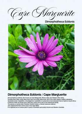 Cape Marguerite Flower