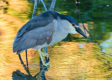 Black-crowned Night Heron in Water