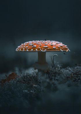 Red Mushroom in Fog