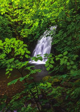 Waterfall in Lush Forest