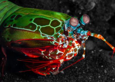 Peacock Mantis Shrimp