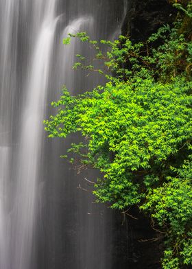 Waterfall and Greenery