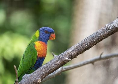 Rainbow Lorikeet on Branch