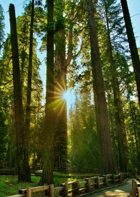 Morning Sunlight Through Sequoia National Park Forest