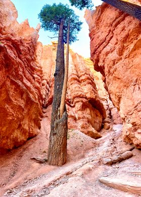 Lone Tree in Bryce Canyon National Park