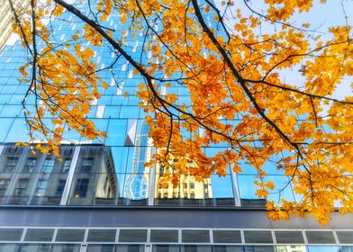 Autumn Leaves and Cityscape