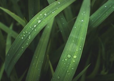 Dewy Grass Blades