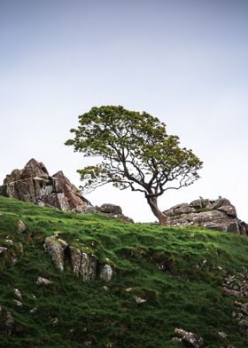 Lone Tree on Hilltop | Game of Thrones