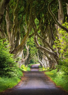 Dark Hedges Road | Game of Thrones