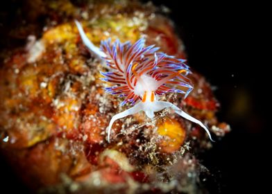 Colorful Nudibranch on Coral