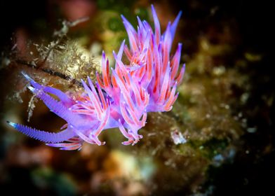 Purple and Red Nudibranch