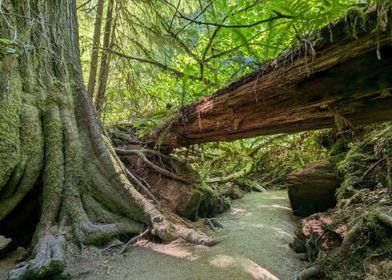 Fallen Tree in Forest