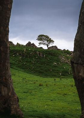 Lone Tree on Hilltop | Game of Thrones