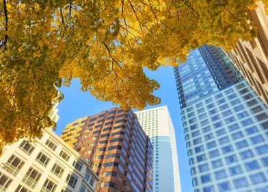 Autumn Seattle with Skyscrapers