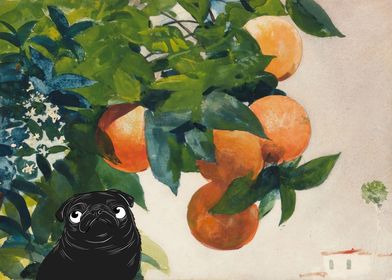 Pug and Oranges Kitchen Wall Art