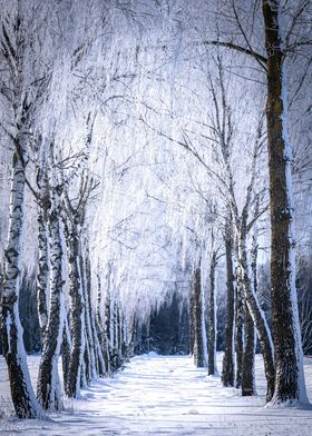 Snowy Birch Tree Path