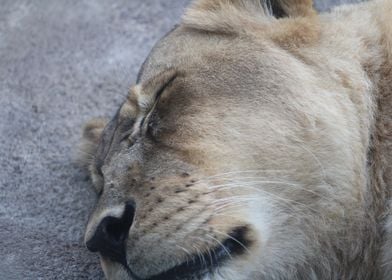 Sleeping Lion Close-Up