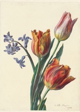 Tulips and Hyacinths