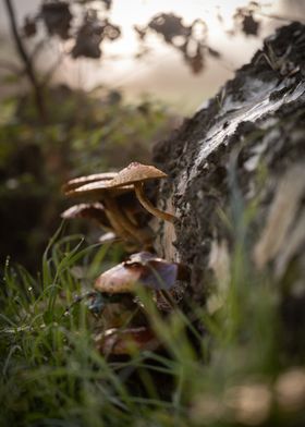 Mushrooms on Tree Trunk