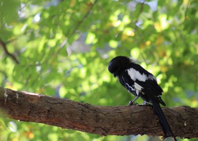 Black and White Bird on Branch