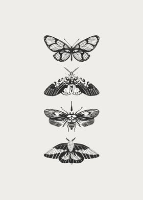 Black and White Butterfly and Moth Illustration