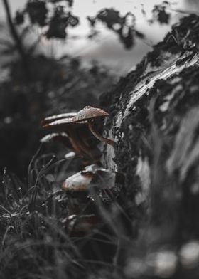 Mushrooms on Tree Bark