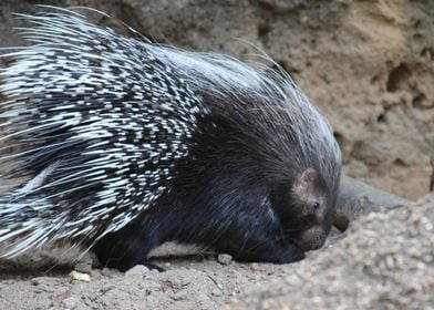 Porcupine Close-Up