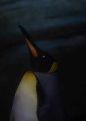 King Penguin Close-Up