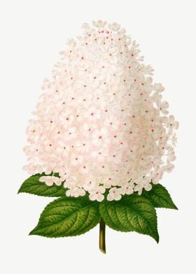 White Hydrangea Flower