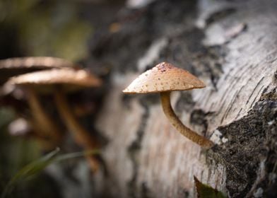 Mushrooms on Birch Bark