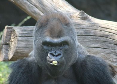 Gorilla Close-Up