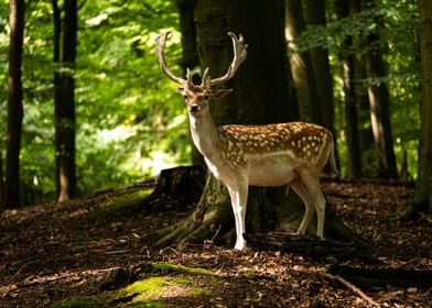 Fawn in Forest