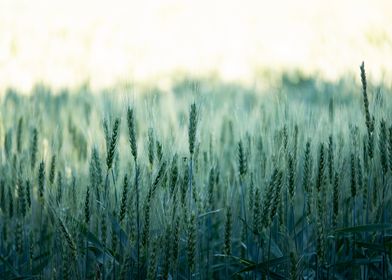 Wheat Field at Dawn