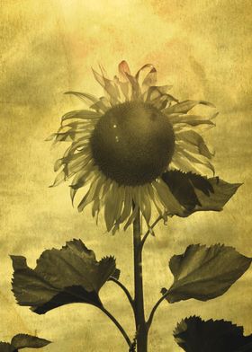 Vintage Sunflower