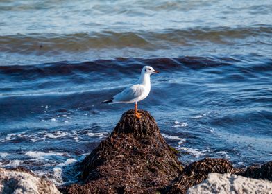 Seagull on Seaweed