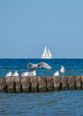 Seagulls on a Breakwater