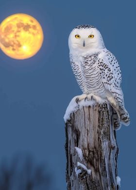 Snowy Owl Under Full Moon