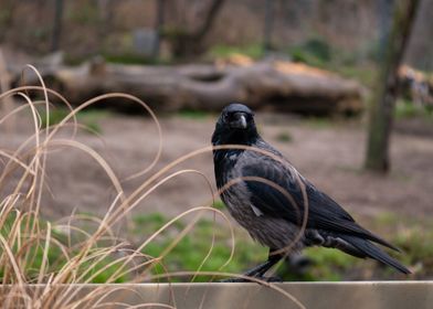 Crow on a Fence