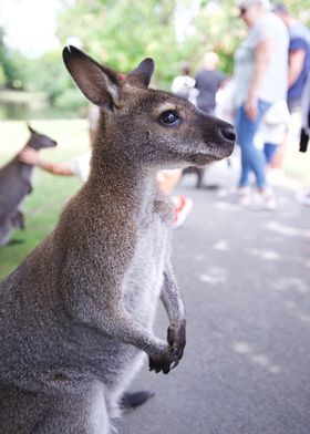 Kangaroo Close-Up